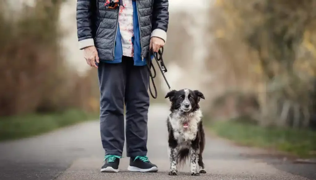 Senioren als Tierhalter