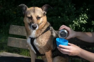 Tiere zum Trinken animieren