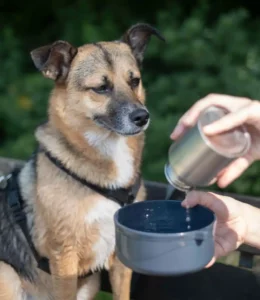 Tiere zum Trinken animieren