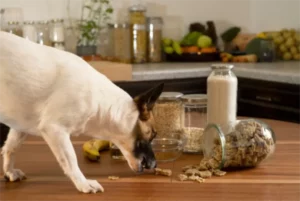 Vegane Hundeplätzchen