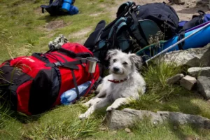 Wandern mit Hund in den Bergen