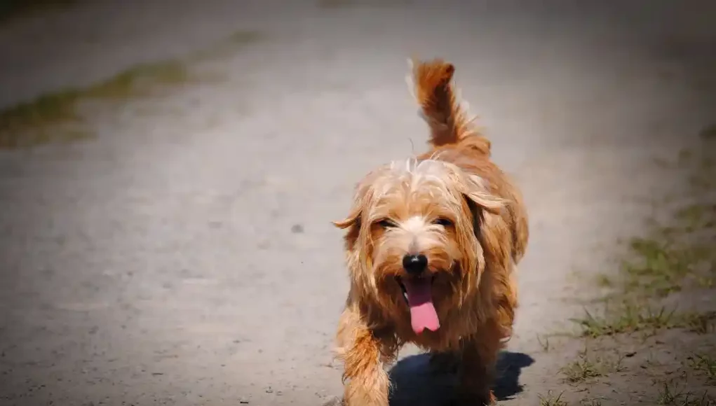 Norfolkterrier