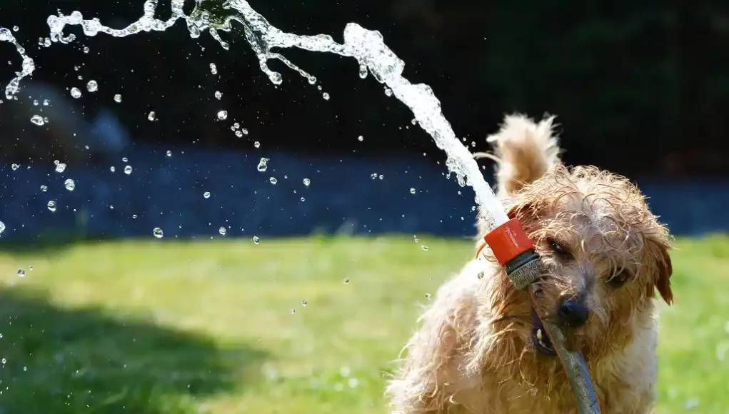 Hund im Garten