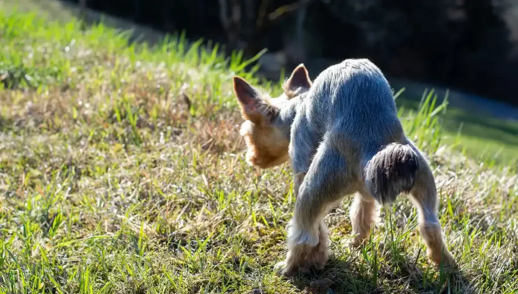 Hund macht sein "Geschäft"