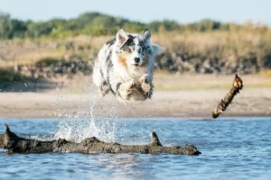 Hund am See