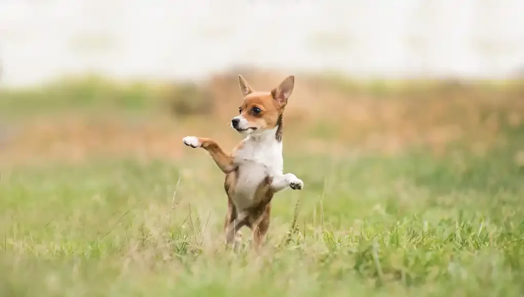 Hund auf einer Wiese