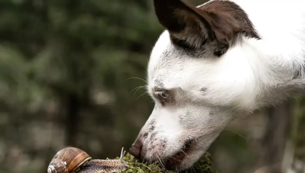 Hund und Schnecke