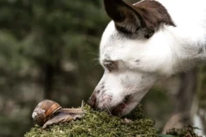 Hund und Schnecke