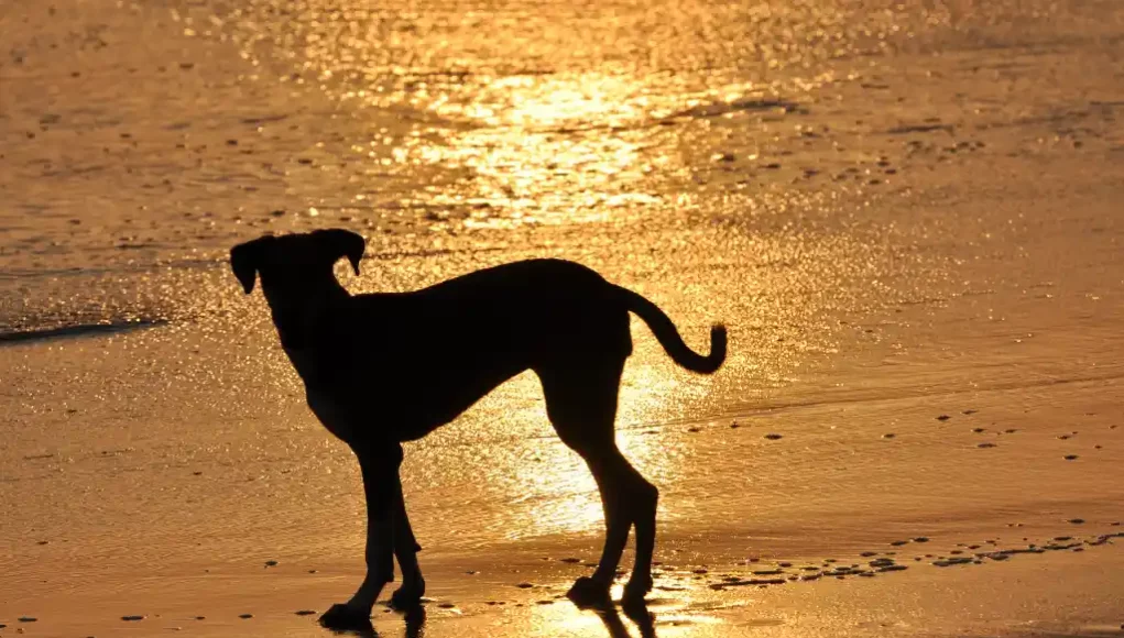 Hund am Strand