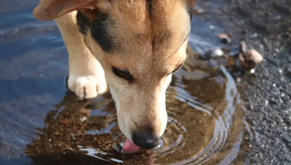 Hund trinkt auf Pfütze