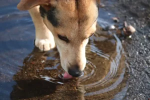 Hund trinkt auf Pfütze