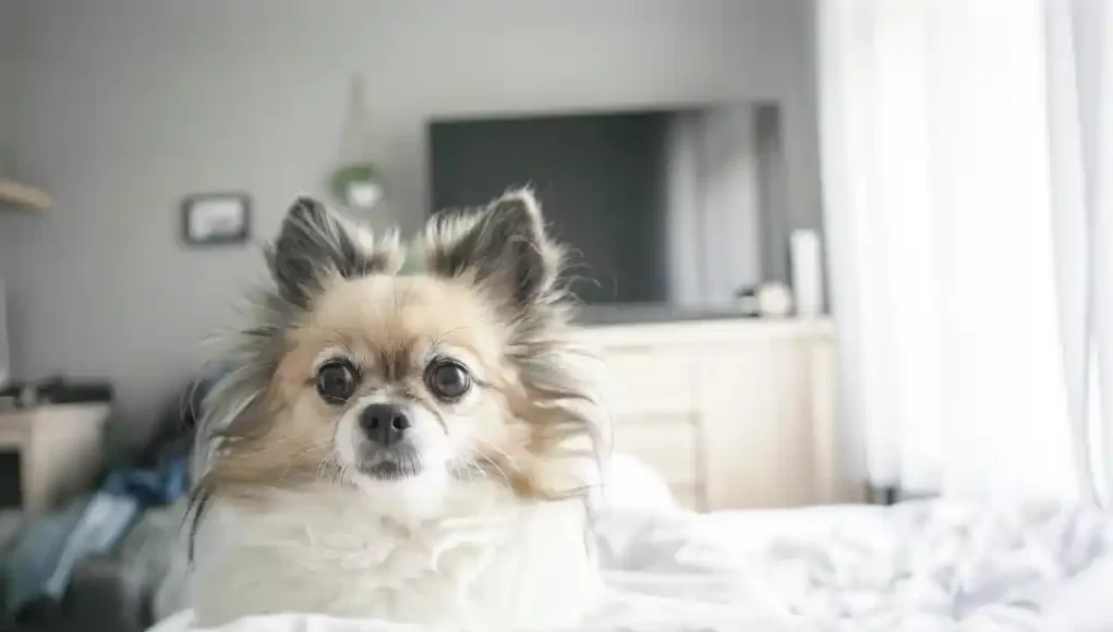 Chihuahua zu Hause