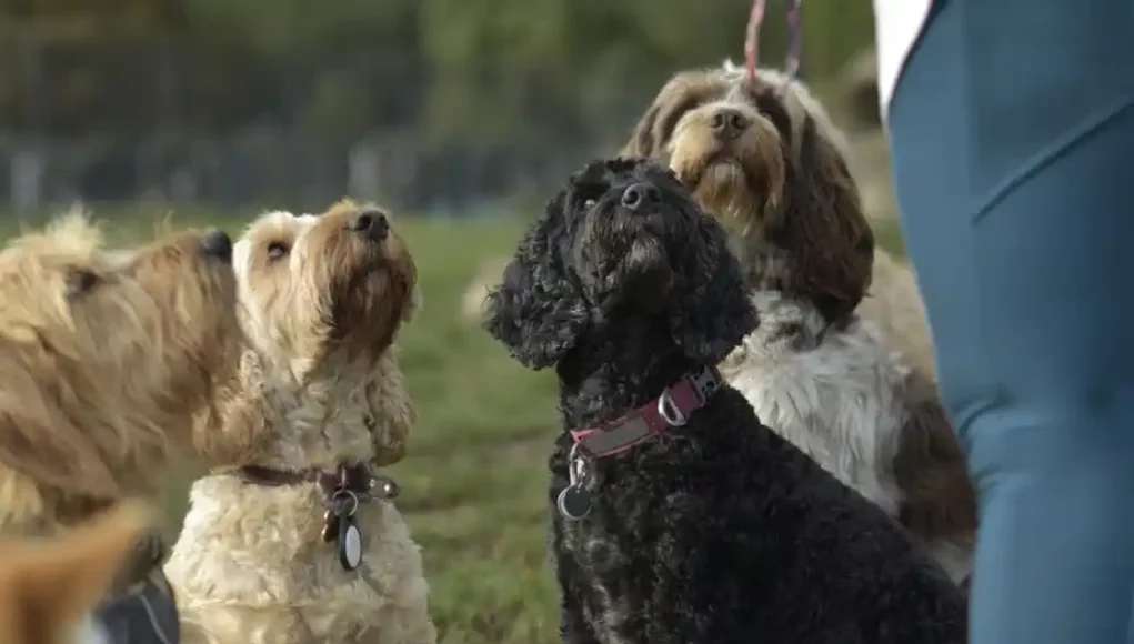 Hundeschule