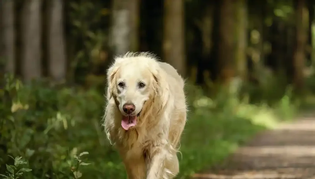 Golden Retriever