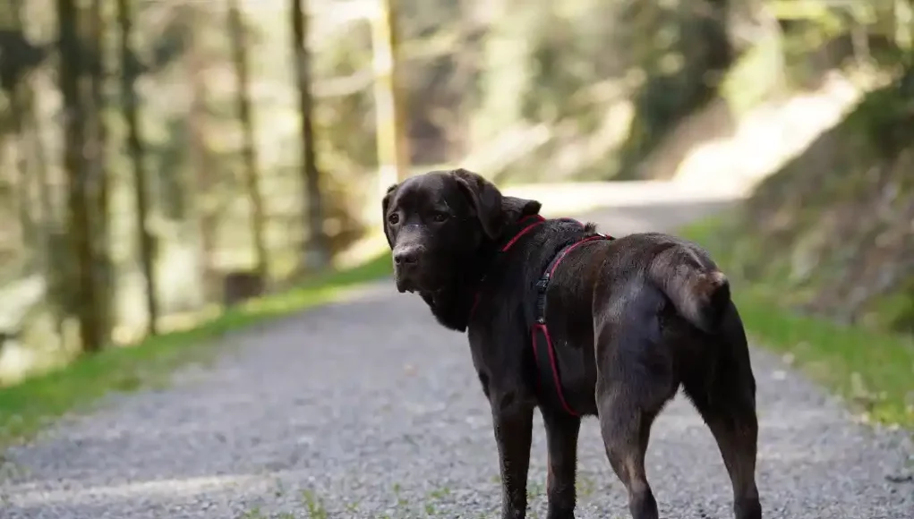 Labrador im Wald