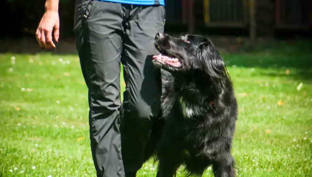 Hundetraining - Hundeschule