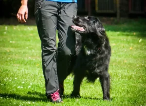 Hundetraining - Hundeschule