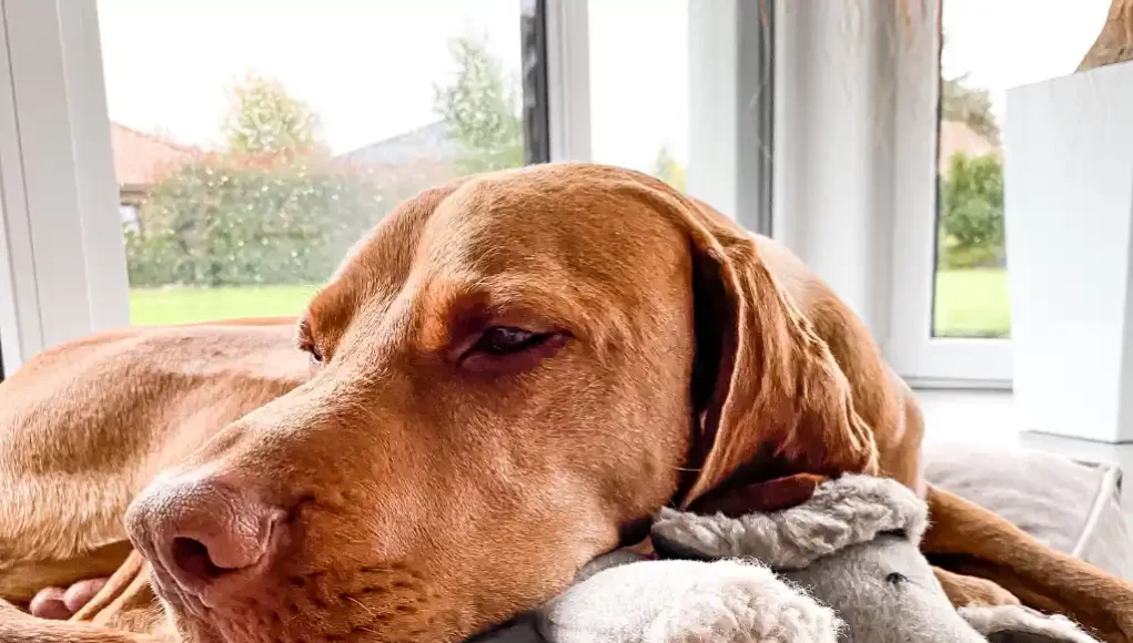 @theoundemma - THEO-Stoffhund Vizsla