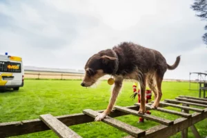 Rettungshundestaffel des ASB Oberschwaben-Nord