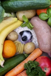 Hund mit veganer Nahrung