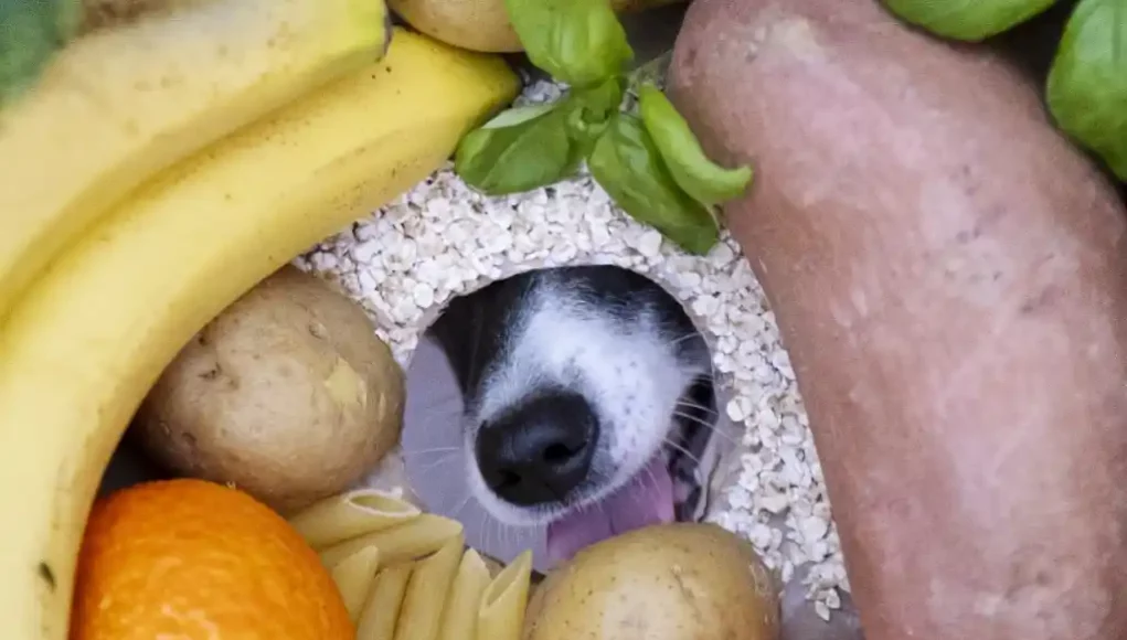 Hund mit veganer Nahrung