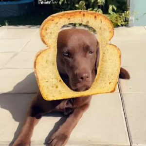 SnapChat - My Toast Lens