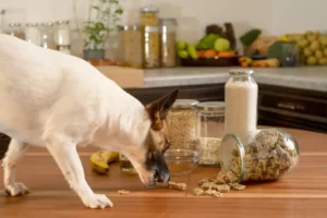 Veganer Hund: Wie gesund ist pflanzliche Tiernahrung?