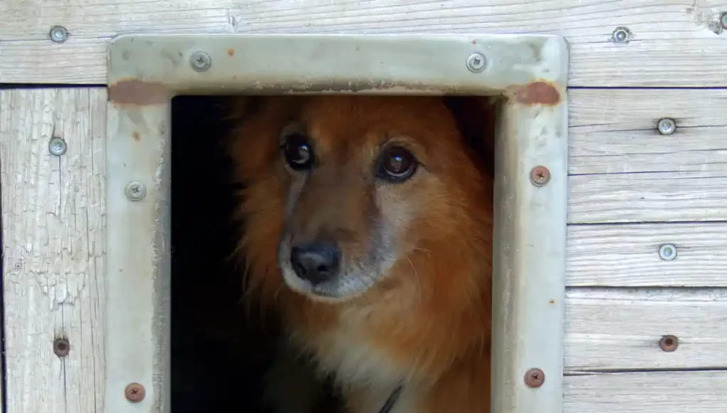 Hund im Tierheim