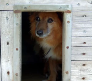 Hund im Tierheim