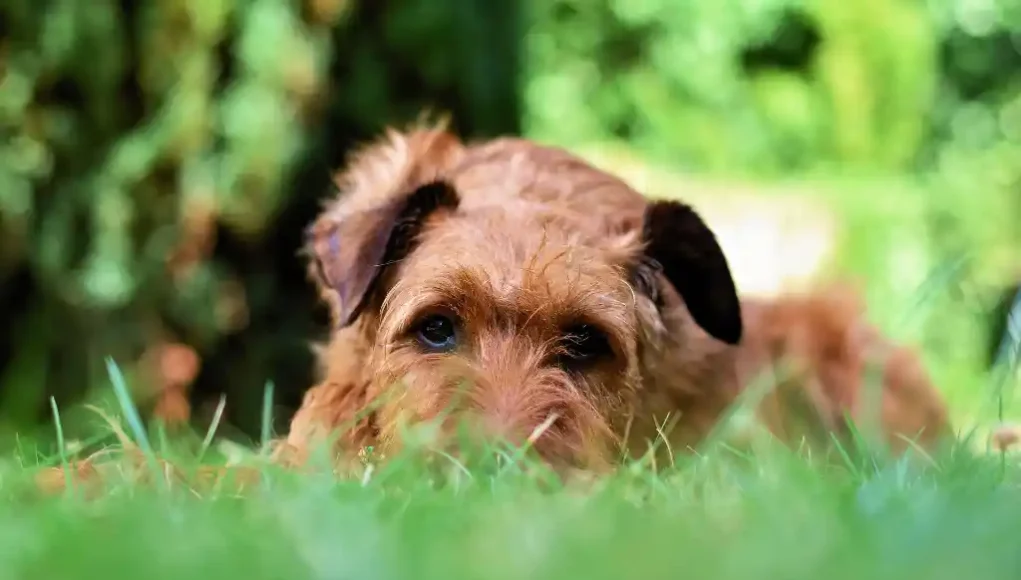 Hund im Garten