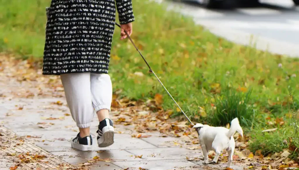 Hund in der Stadt