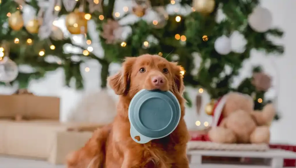 Festliches Weihnachtsdinner für den Hund mit Vutter!