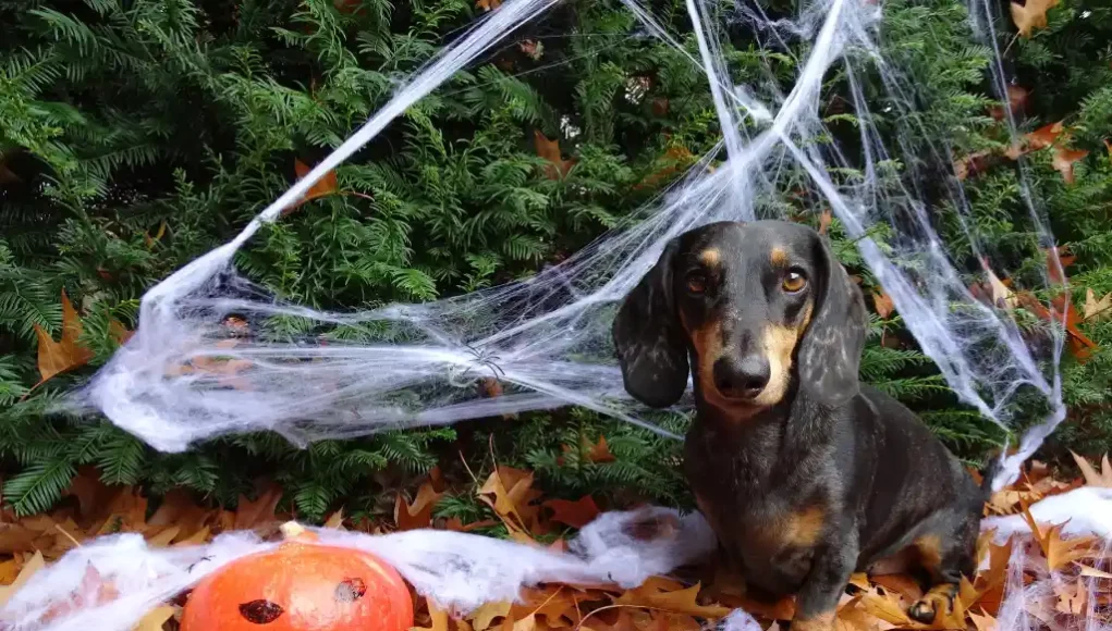 Dackel neben Halloween-Kürbis