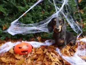 Dackel neben Halloween-Kürbis