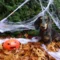 Halloween: Keine (ver)störenden Kostüme für Hund und Co.