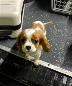 Geschmuggelt - drei Monate alter Cavalier King Charles Spaniel Welpe