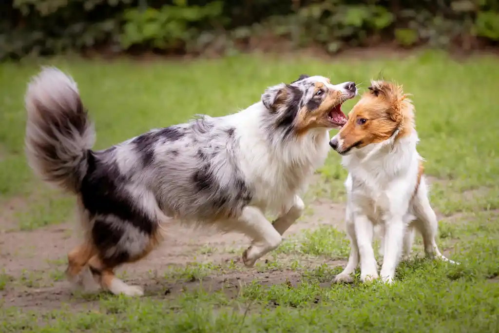 Zoetis - Arthrose bei Hunden