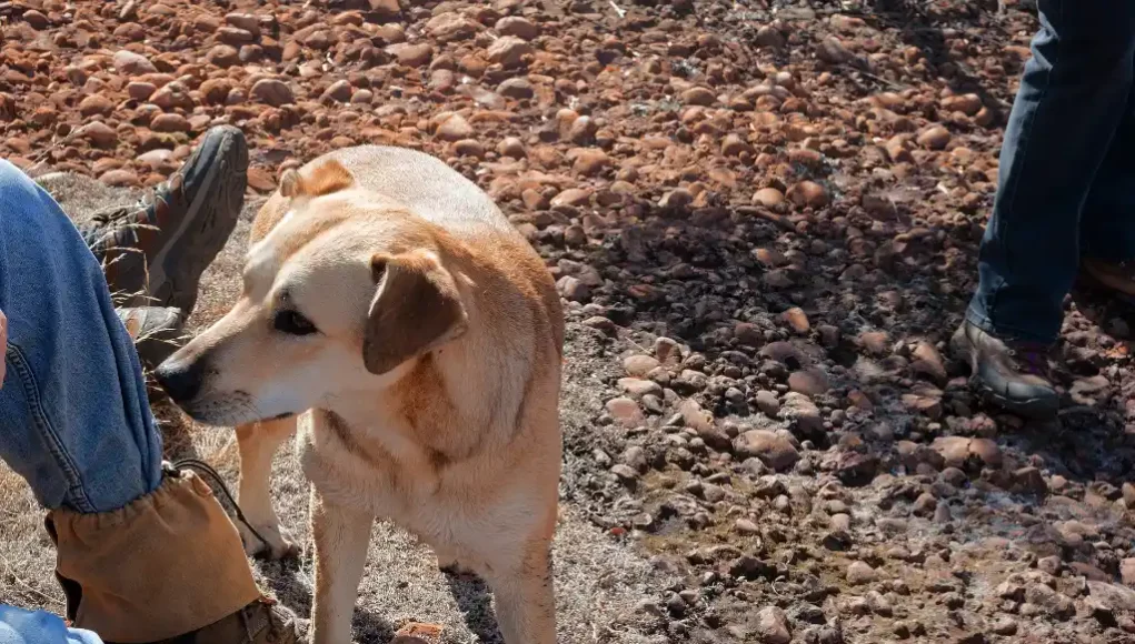 Wandern mit dem Hund