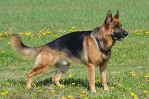 Schäferhund