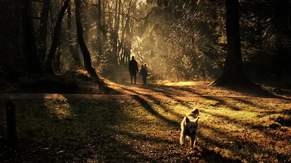 Herbst: Wandern mit dem Hund