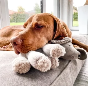 @theoundemma - THEO-Stoffhund Vizsla