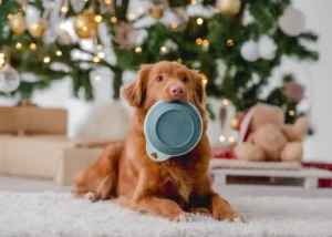 Festliches Weihnachtsdinner für den Hund mit Vutter!