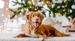 Festliches Weihnachtsdinner für den Hund mit Vutter!