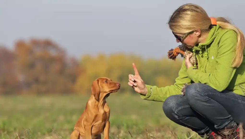 Hundetraining - Worauf sollte jeder Hund hören