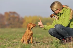 Hundetraining - Worauf sollte jeder Hund hören