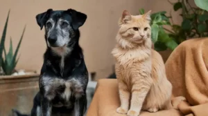 Hund und Katze