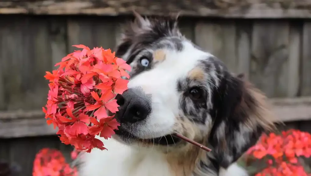 Hund mit Blume